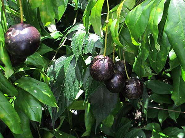 Cách nhận biết và phòng tránh ngộ độc quả Hồng Châu