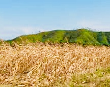 Dấu hiệu và cách xử trí say nắng, say nóng