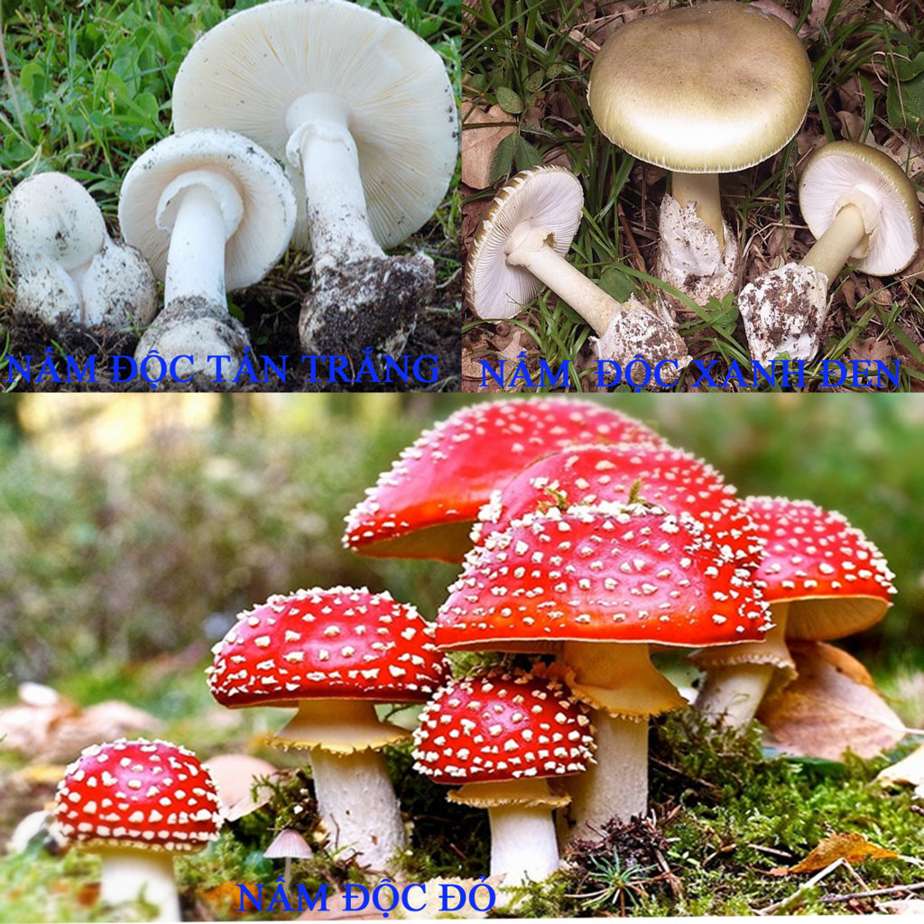 Ngộ độc nấm và cách phòng tránh
