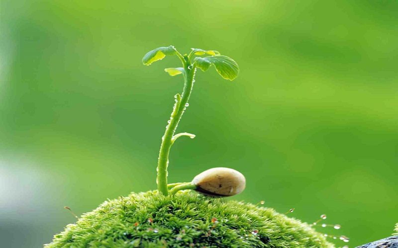 Phục hồi hệ sinh thái